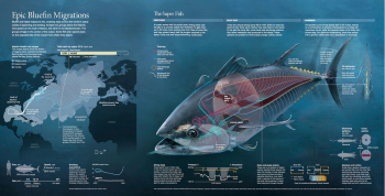 epic-bluefin-migrations